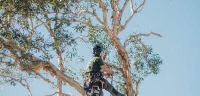 Diamond Tree Services