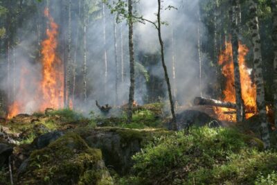 Clear Creek Fire Mitigation