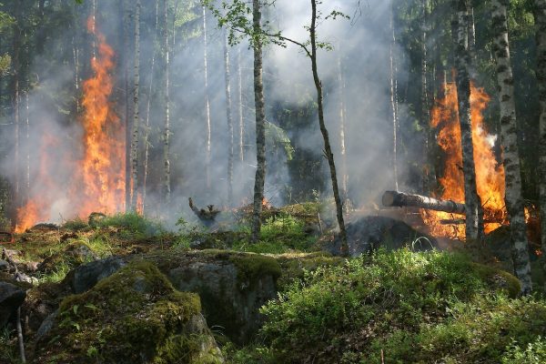 Clear Creek Fire Mitigation